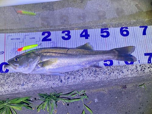 シーバスの釣果