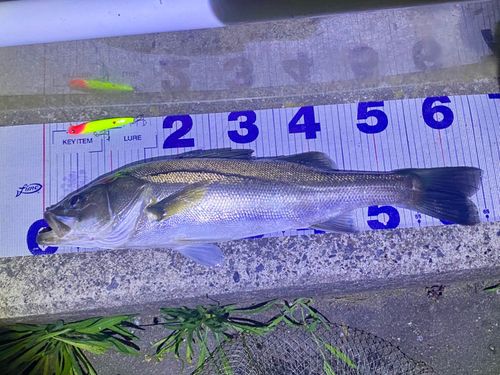 シーバスの釣果