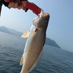 ニベ