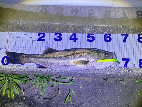 シーバスの釣果