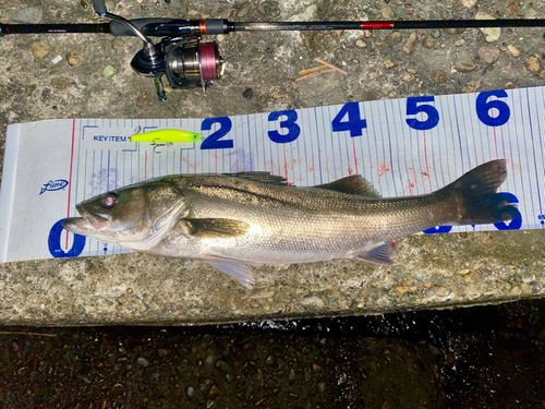 シーバスの釣果