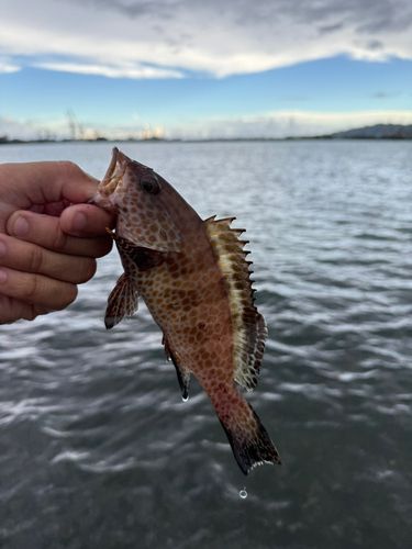 オオモンハタの釣果