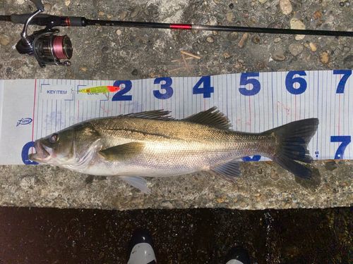 シーバスの釣果