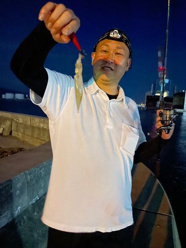 ヒイカの釣果