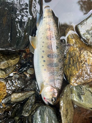 ヤマメの釣果
