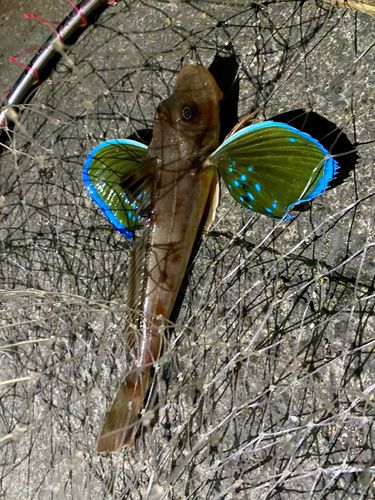 ホウボウの釣果