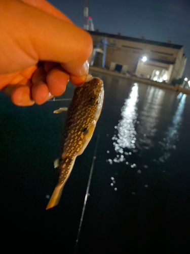 クサフグの釣果