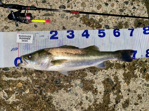シーバスの釣果