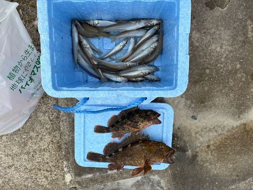 アラカブの釣果