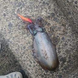 アオリイカ
