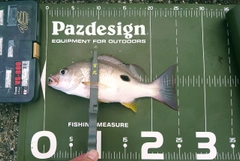 クロホシフエダイの釣果