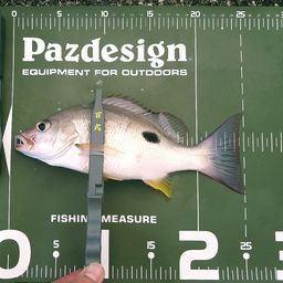 クロホシフエダイ