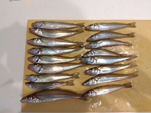 キスの釣果