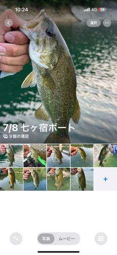 スモールマウスバスの釣果