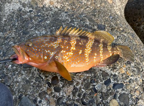 キジハタの釣果