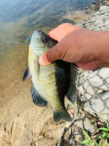 ブルーギルの釣果