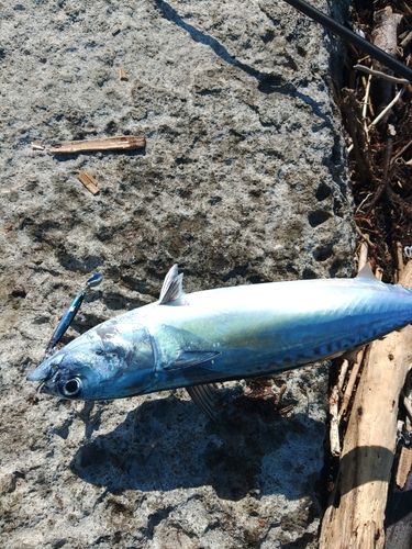 マルソウダの釣果