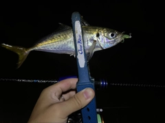 マアジの釣果