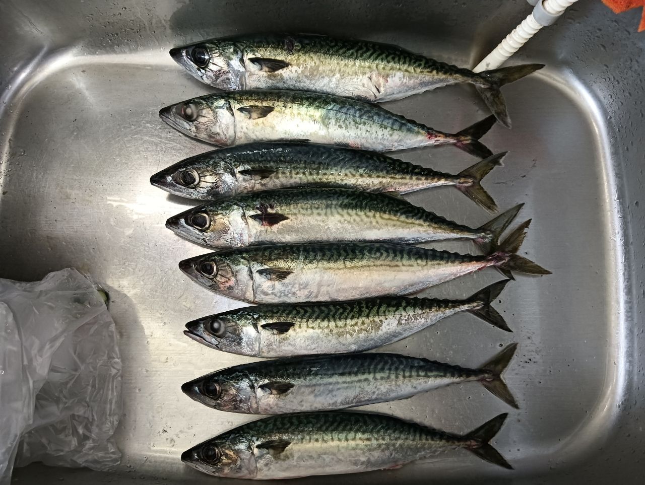 ホゲチャンコ さんの 2025年07月10日のサバの釣り・釣果情報(積丹半島
