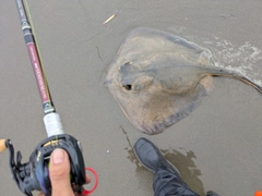 エイの釣果