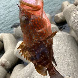 キジハタ