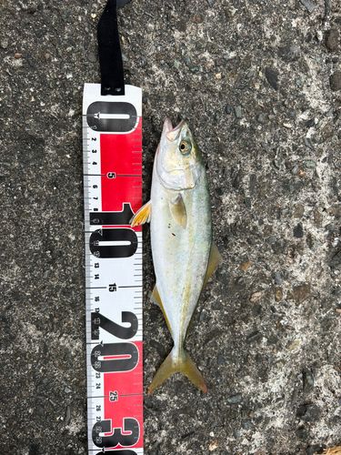 ワカシの釣果