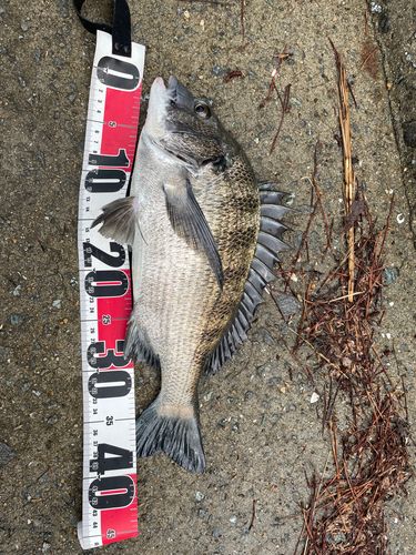 チヌの釣果