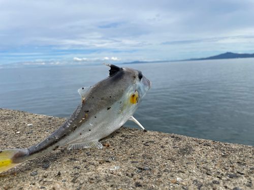 ギマの釣果