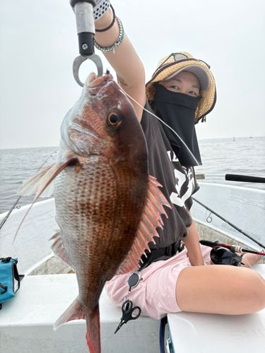 マダイの釣果