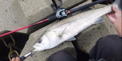 フッコ（タイリクスズキ）の釣果