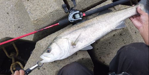 フッコ（タイリクスズキ）の釣果