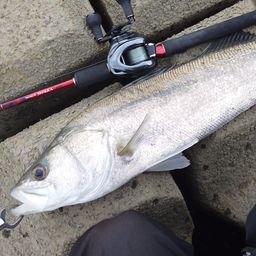 フッコ（タイリクスズキ）