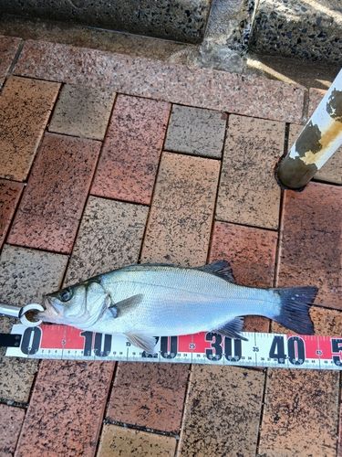 セイゴ（ヒラスズキ）の釣果