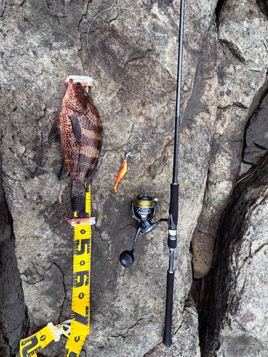 オオモンハタの釣果