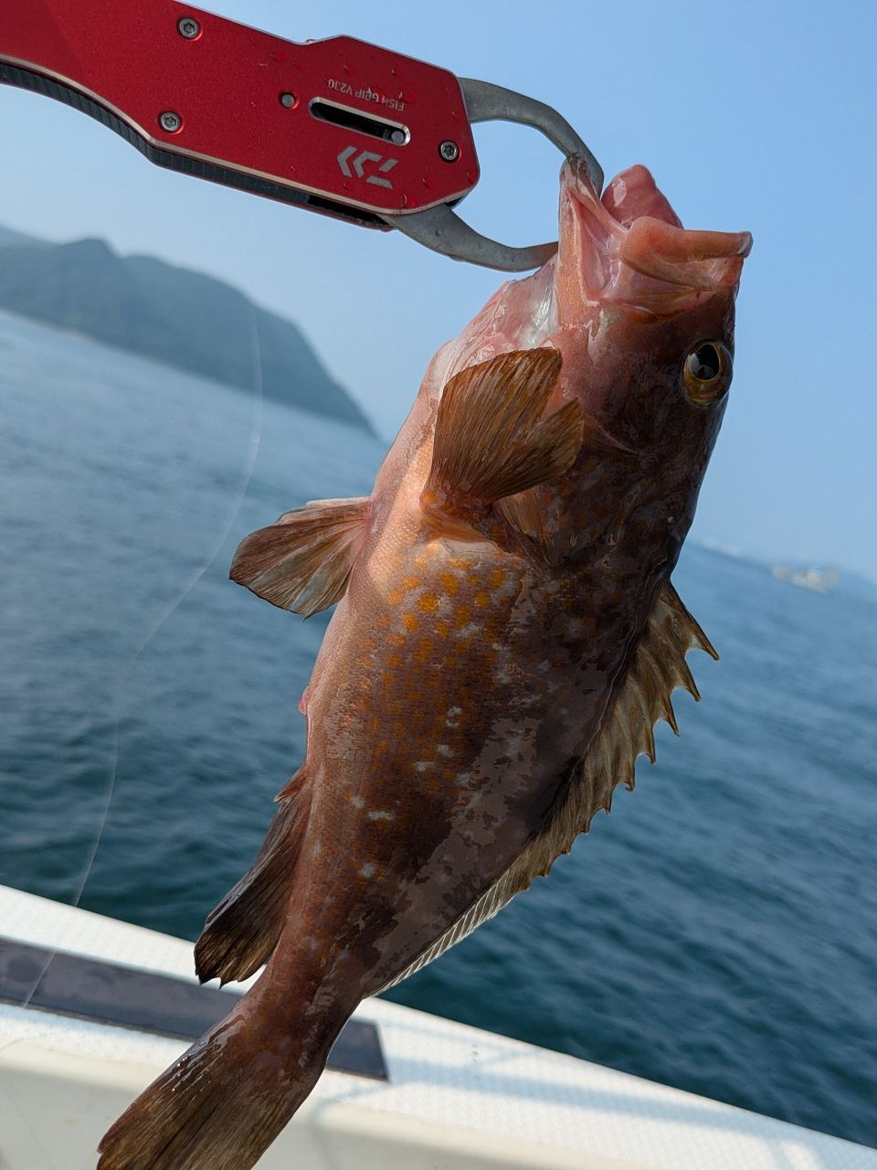 おむすびさんさんの釣果 1枚目の画像