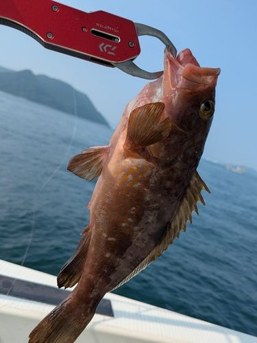 アコウの釣果