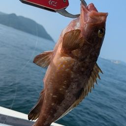 アコウ