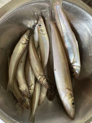 キスの釣果