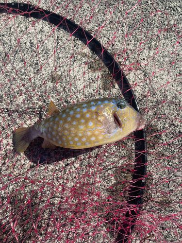 ハコフグの釣果