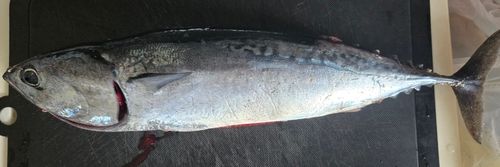 ソウダガツオの釣果