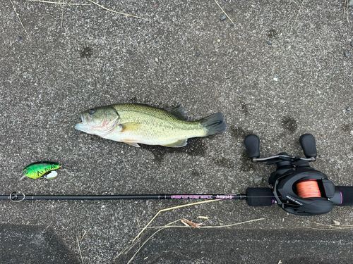 ラージマウスバスの釣果