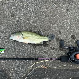 ラージマウスバス