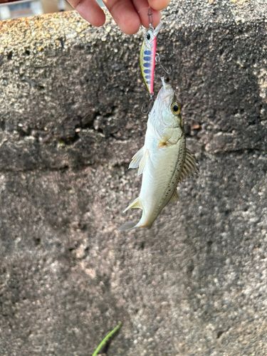 セイゴ（タイリクスズキ）の釣果