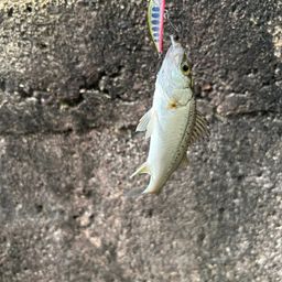 セイゴ（タイリクスズキ）