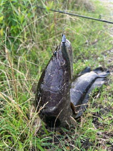 ライギョの釣果
