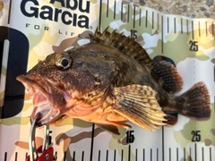 ガシラの釣果