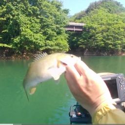 スモールマウスバス