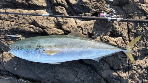 ブリの釣果