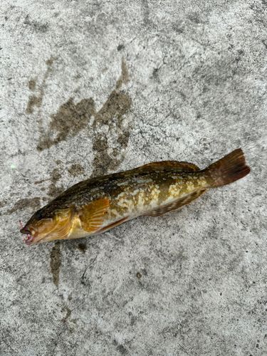 アイナメの釣果