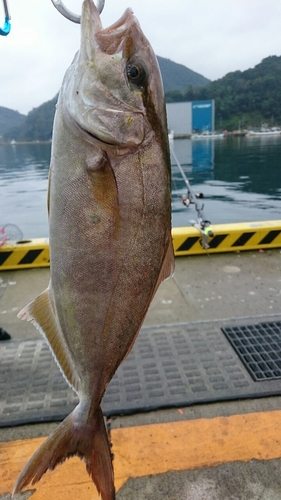 カンパチの釣果